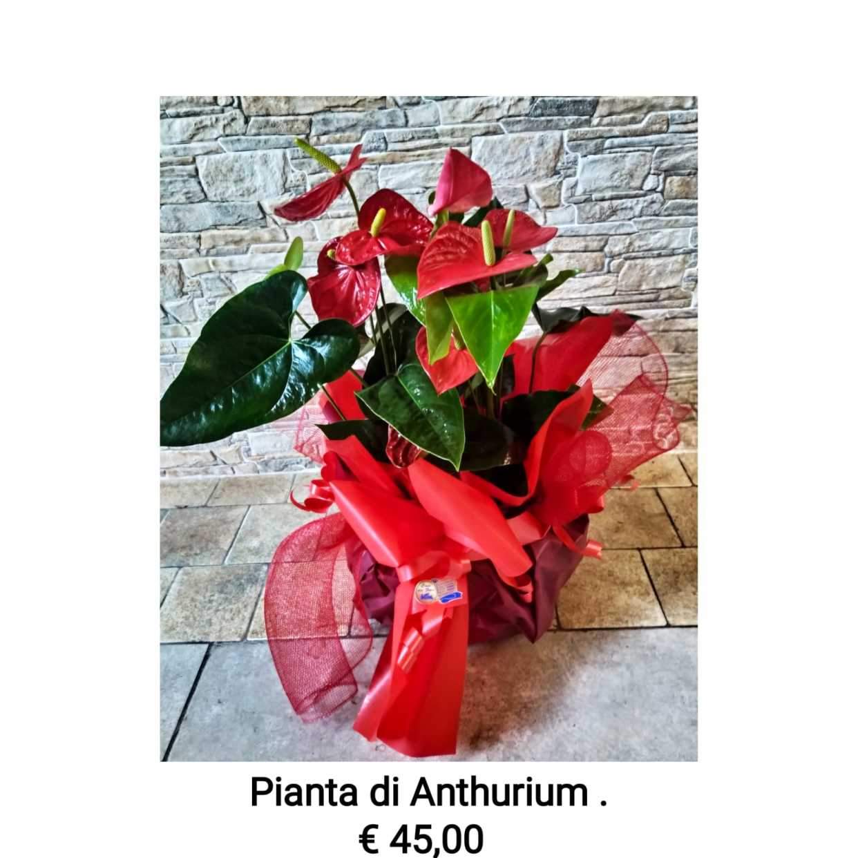 Pianta Anthurium 