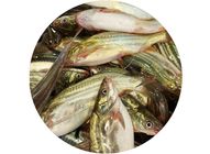 Tengra Large 500g