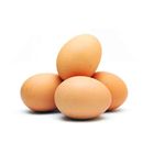 Chicken Eggs Layer 6pcs