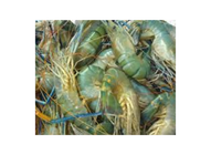 Galda Chingri 1KG