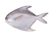 Rupchanda Fish Small 9-10 Pieces x 1Kg