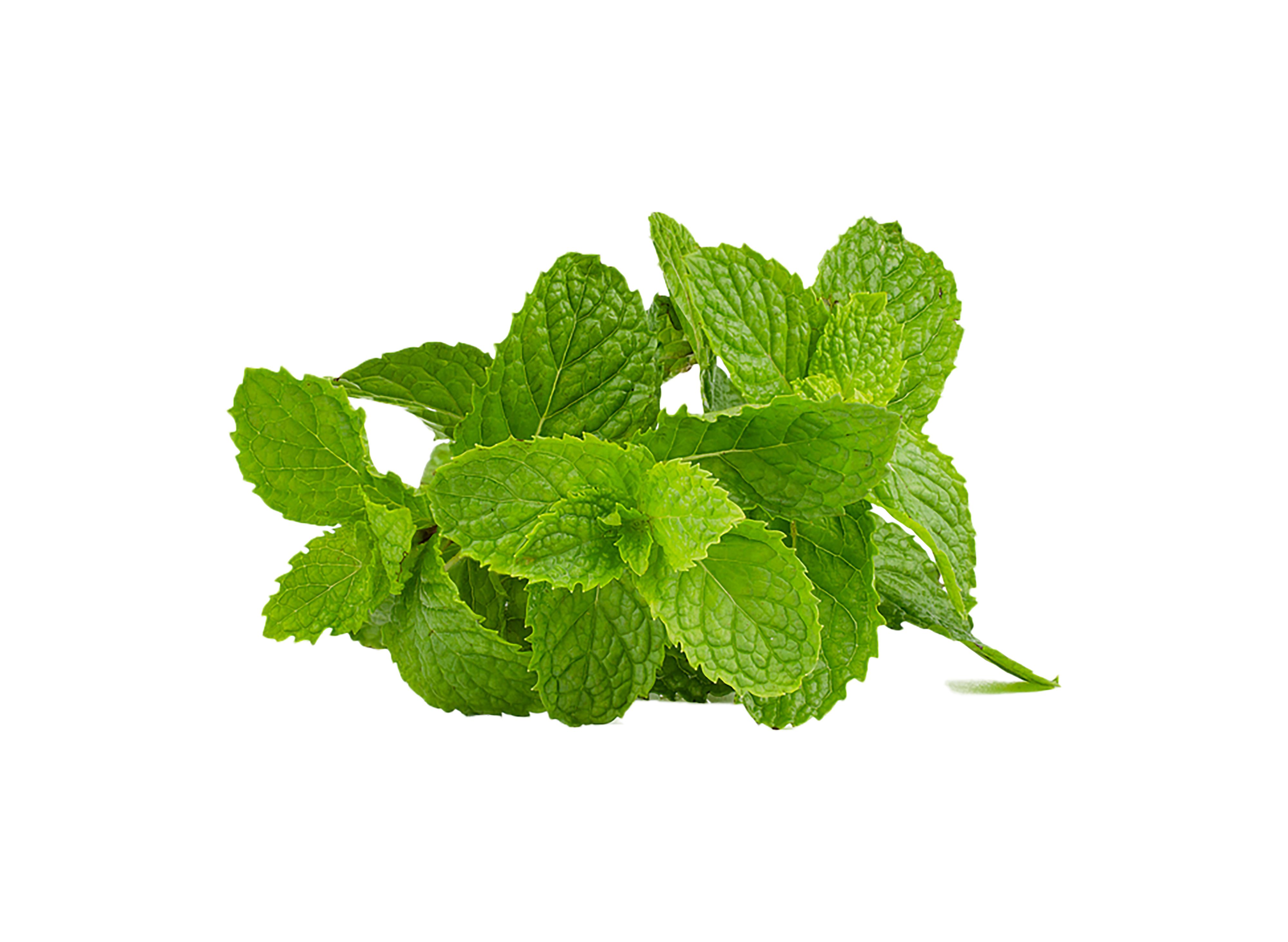 Листья мяты (Mentha piperita)