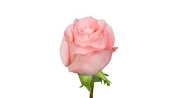 Pink Rose Bouquet S Size 1 Bouquet