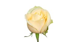 Champagne Rose Bouquet S Size 1 Bouquet