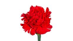Red Carnation Bouquet M Size 1 Bouquet
