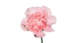 Pink Carnation Bouquet S Size 1 Bouquet