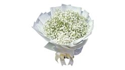 Gypsophila Bouquet S Size 1 Bouquet