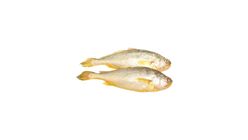 Yellow Croaker 20639242 0.7 Catty