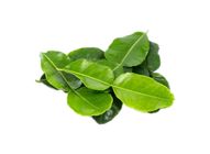 Daun Limau Purut