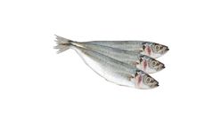 KO Ikan Selayang Sardine (Sardine Fish) ±500g
