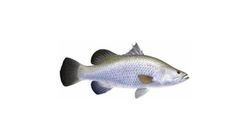 Ko Ikan Siakap - Sea Bass Fish | 1 Pc