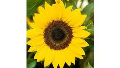 Sunflower Per Stalk 500g
