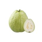 履歷燕巢珍珠芭樂 | 1 kg