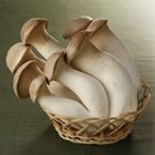 有機活株陶立克菇 | 150G #4711845272403#03/038