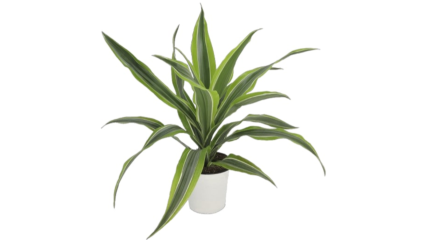 Dracaena | 1stk