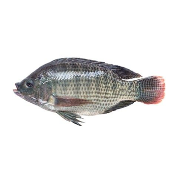Gulf Fruit Bolt Fish 300 to 500 g