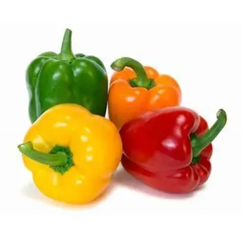 Capsicum Mix local 500 gm - Haseel