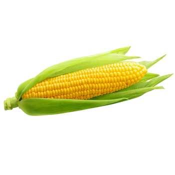 Tahdir Bak Sweet Corn Local 500g