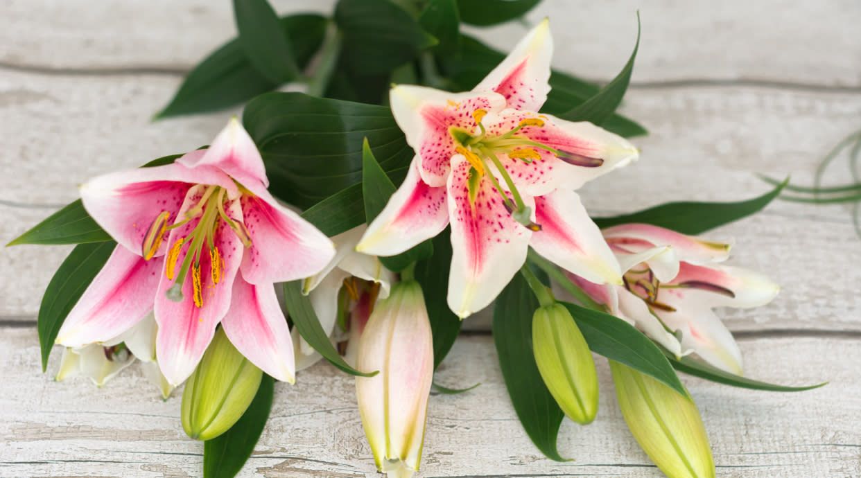 Voro Artesa Florista