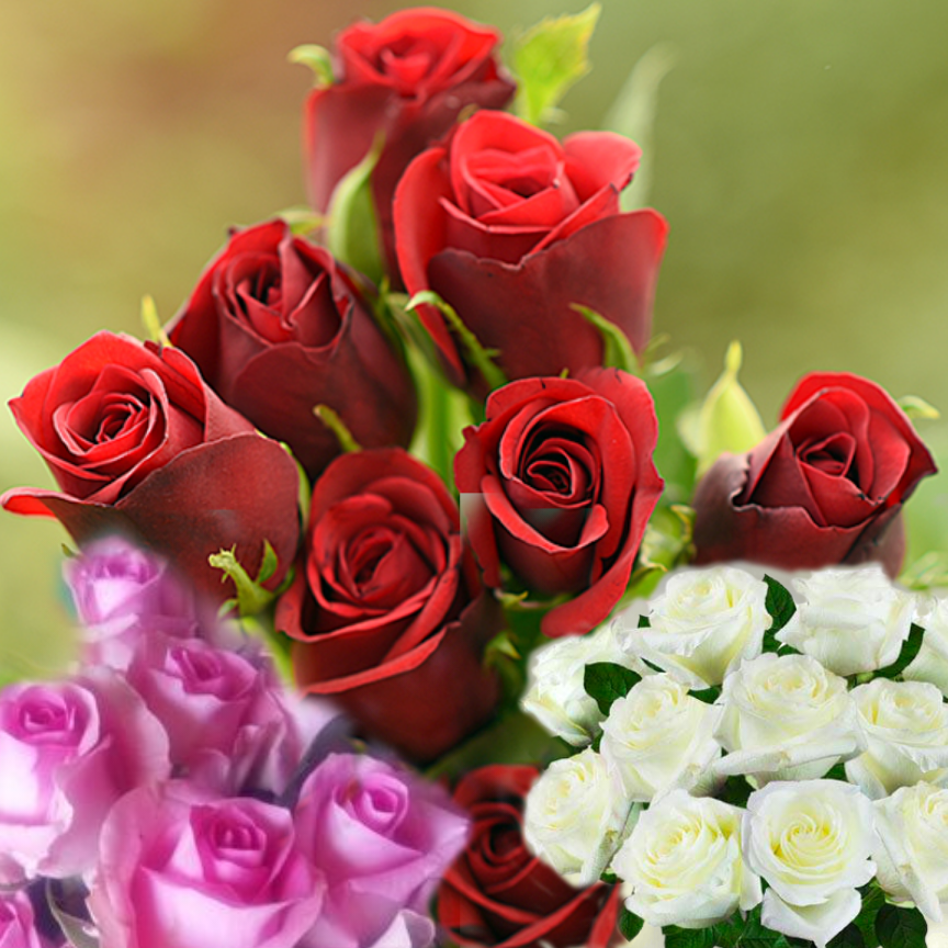 Roses à offrir - ورود للاهداء
