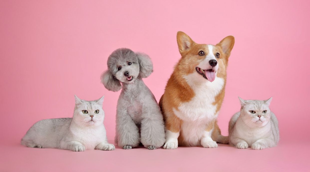 The Pet Store