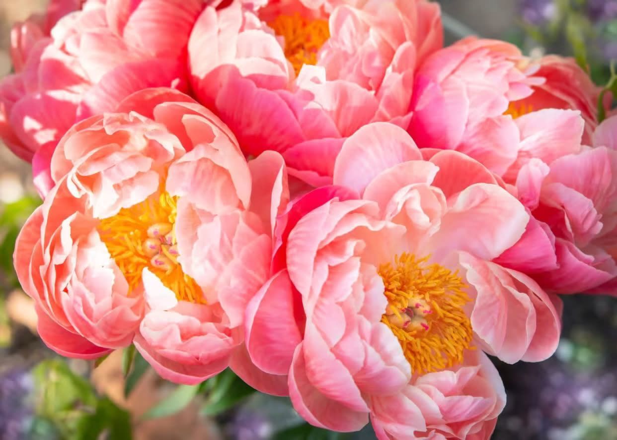 The Flowers