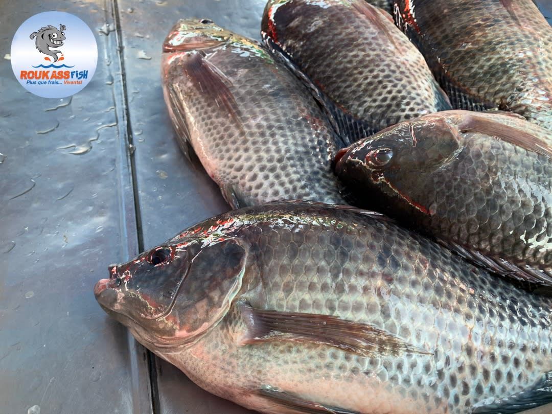Roukassfish