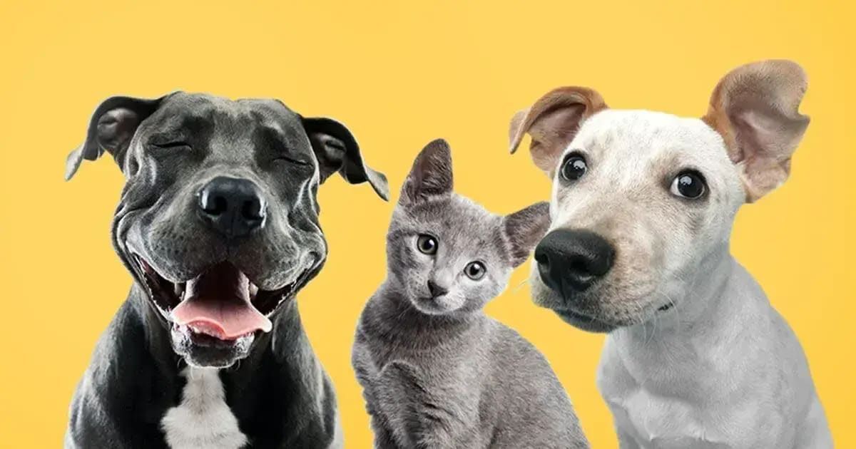 Pets&Paws