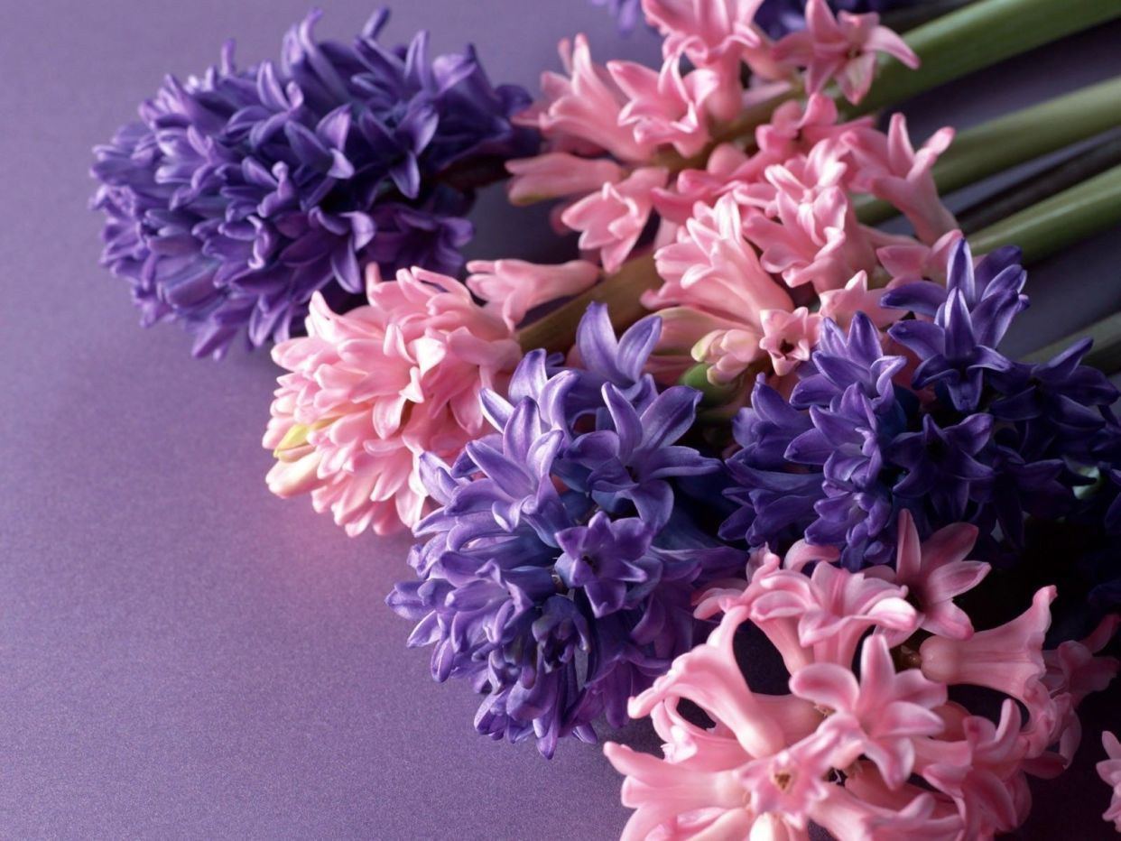 Pink Flowers