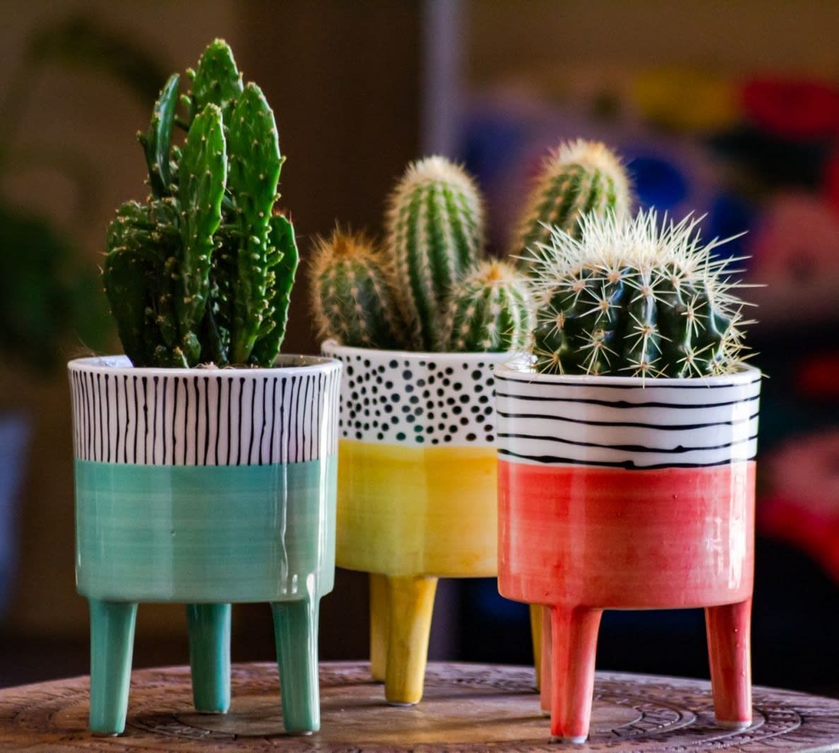 Pot Plant