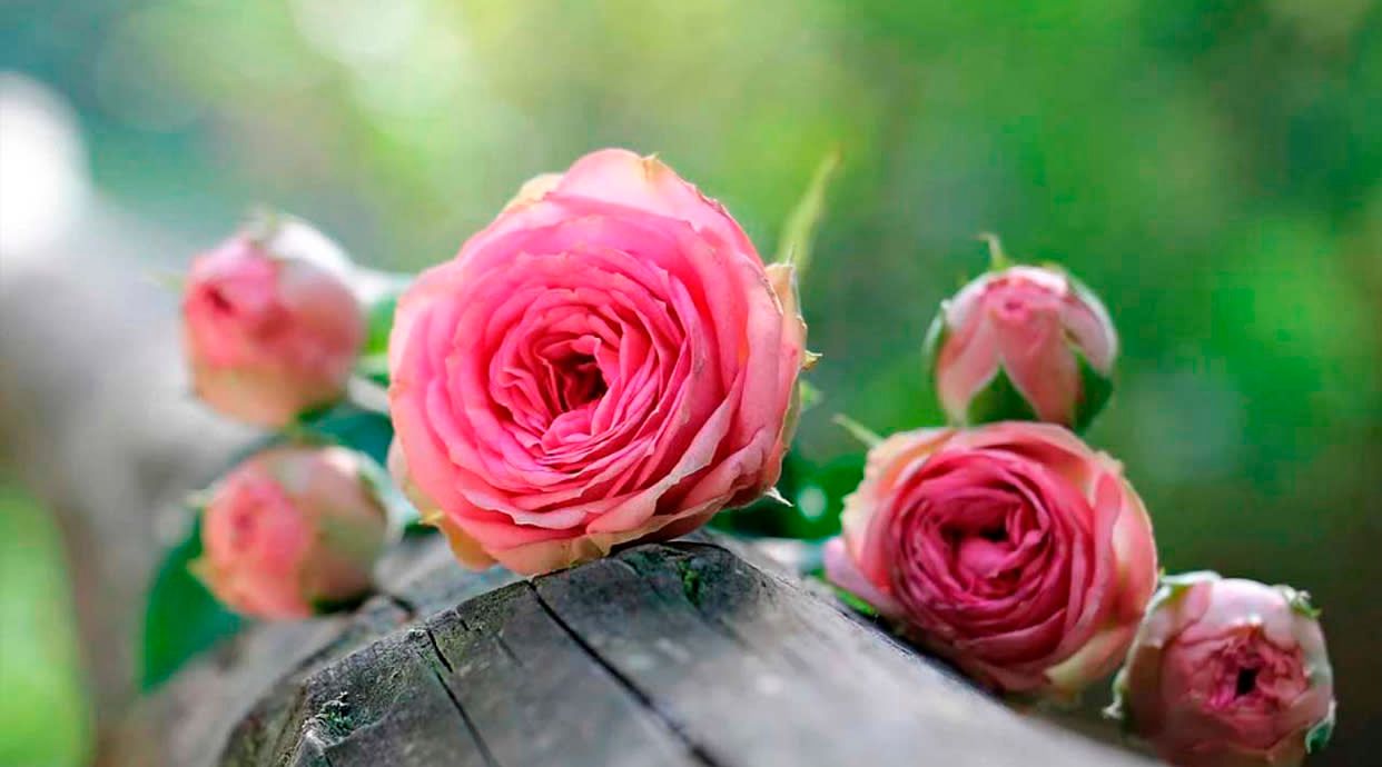 FloristerÃ­a Olimpia