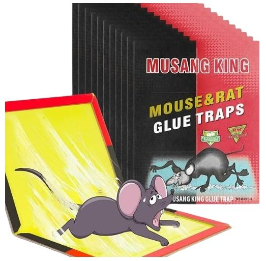 Buy Musang King Glue Traps Mouse & Rat Online in Kuwait | Talabat Kuwait