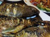 Tilapia Fish