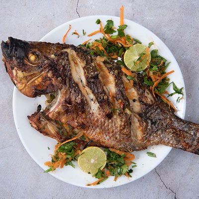 Tilapia