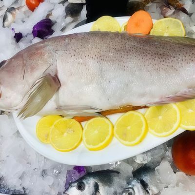 Baladi Grouper Fish