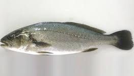 Croaker Fish