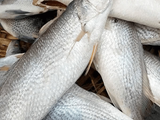 Croaker Fish