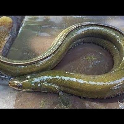 Eel Fish