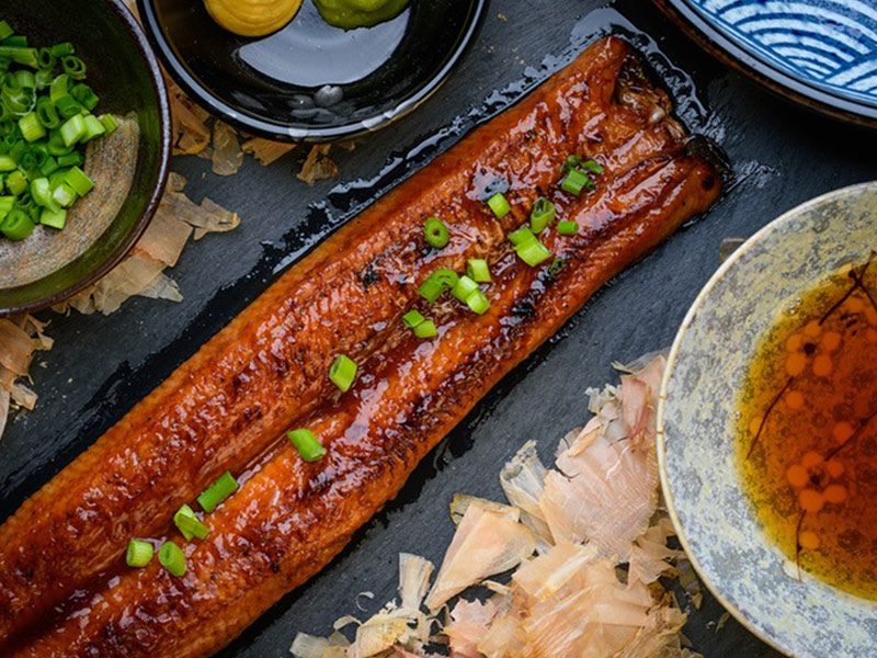 Eel Fish