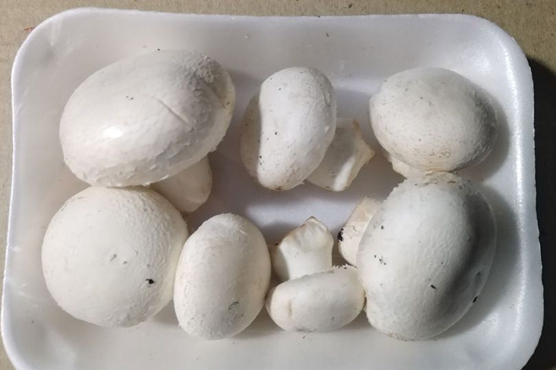 Mushroom