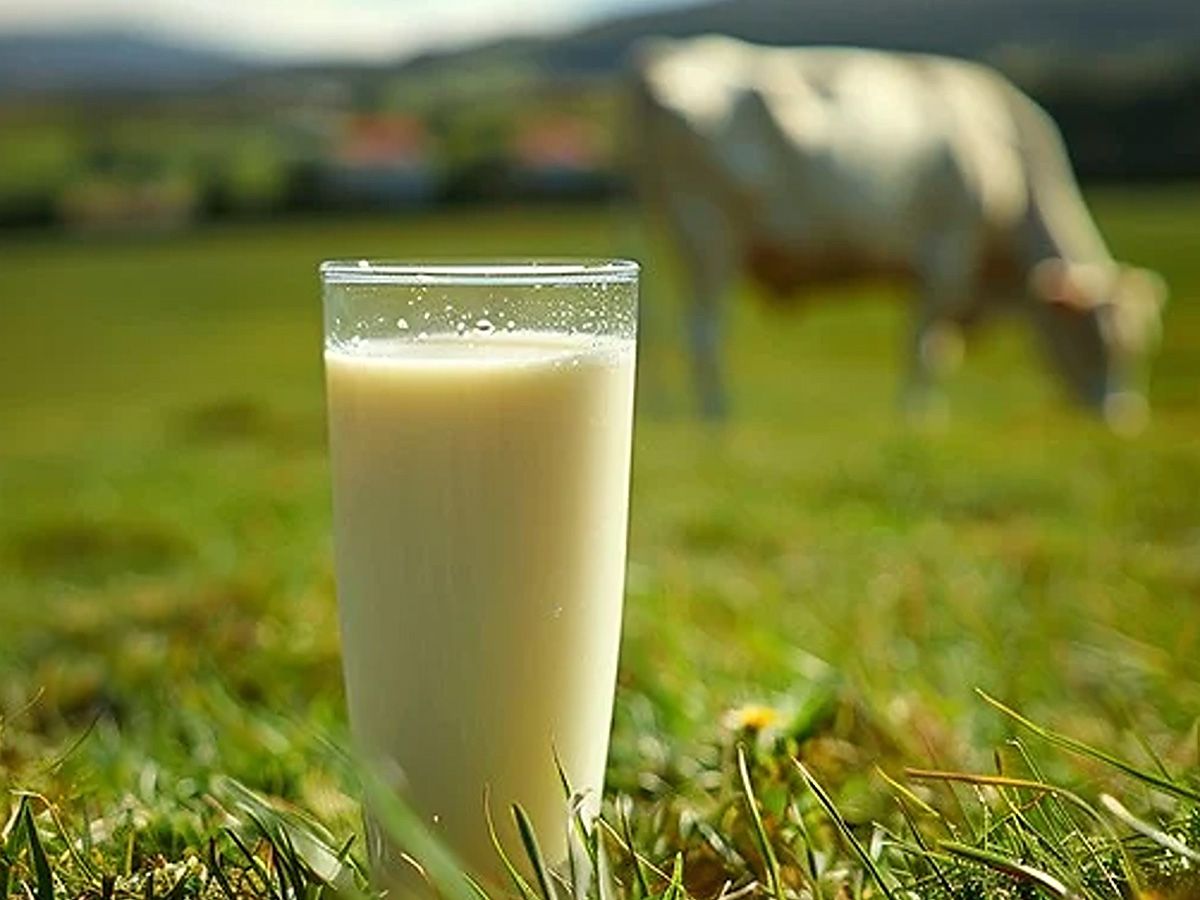 Milk