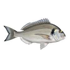 Gilthead Bream