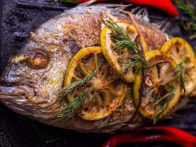 Gilthead Bream Fish