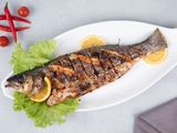 Gilthead Bream Fish