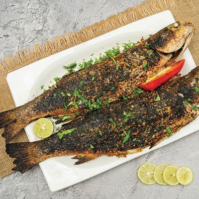 Grey Mullet Fish