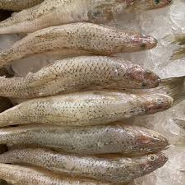 Macaroni Fish