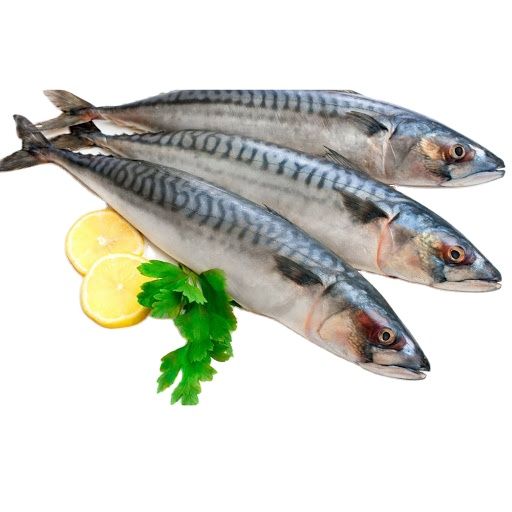 Mackerel