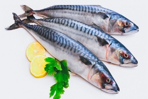Mackerel Fish