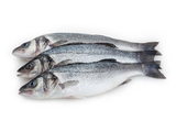Sea Bass Fish