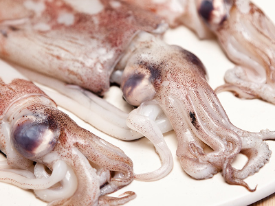 Squid
